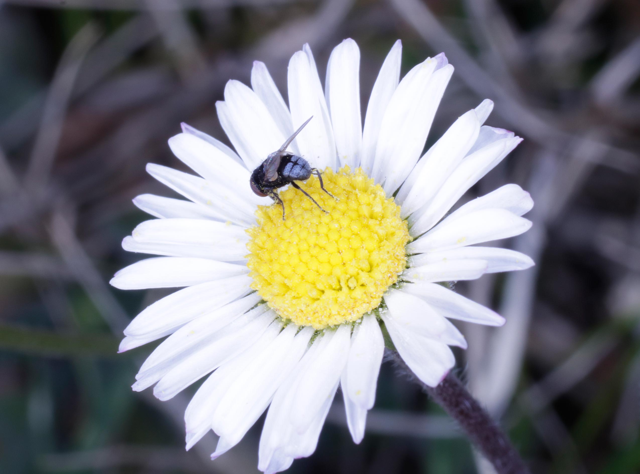 Tachinidae: Phasia pusilla (cfr.)